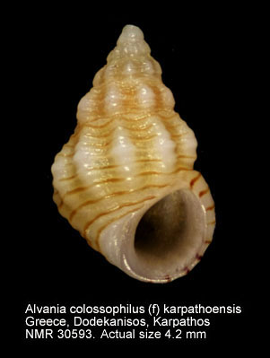 Alvania colossophilus (f) karpathoensis.JPG - Alvania colossophilus (f) karpathoensisNordsieck,1972